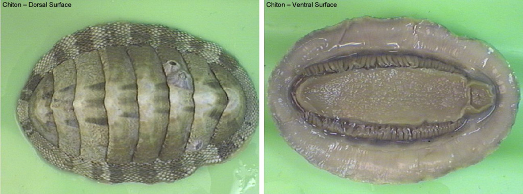 Chiton