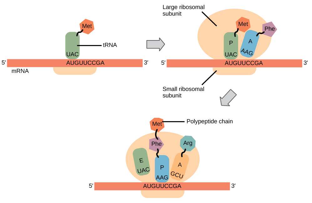 Assembly of amino acids on binding sites