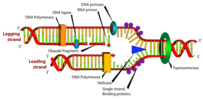 DNA replication
