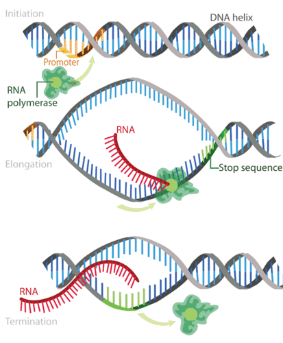 DNA transcription