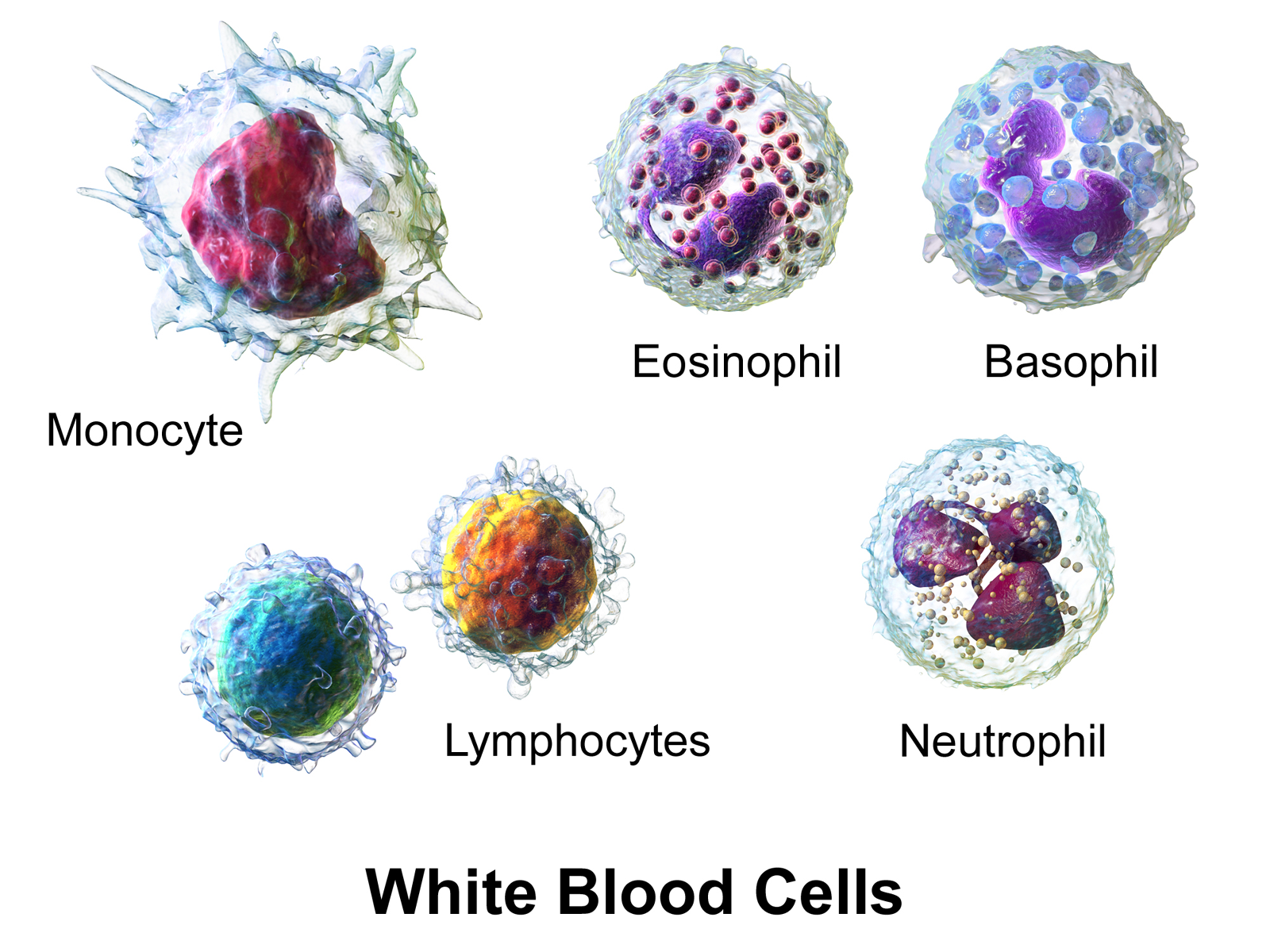 Different leukocytes