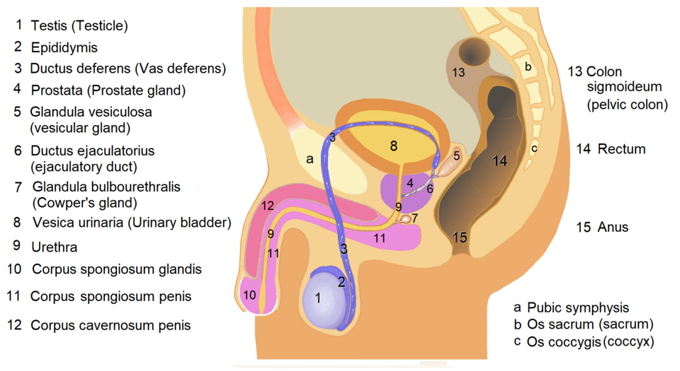 Male reproductive system