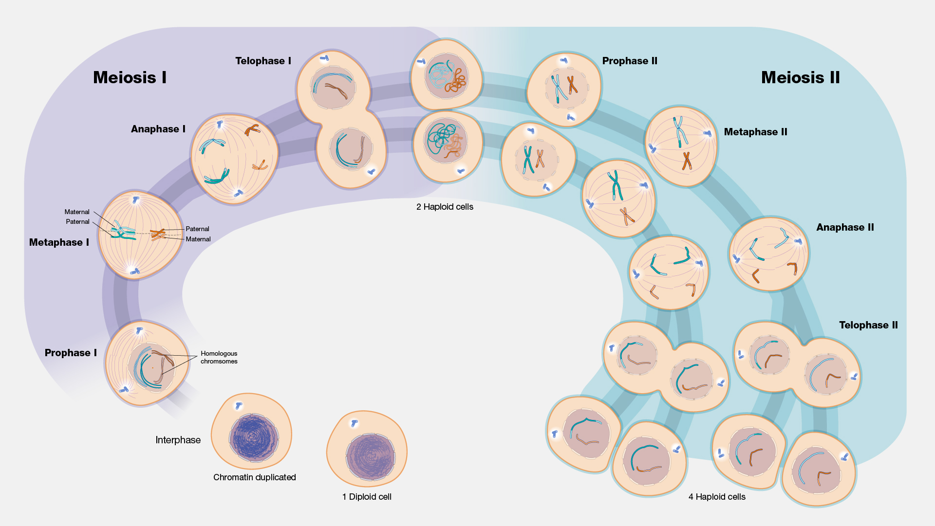 Meiosis Courtesy:National Human Genome Research Institute