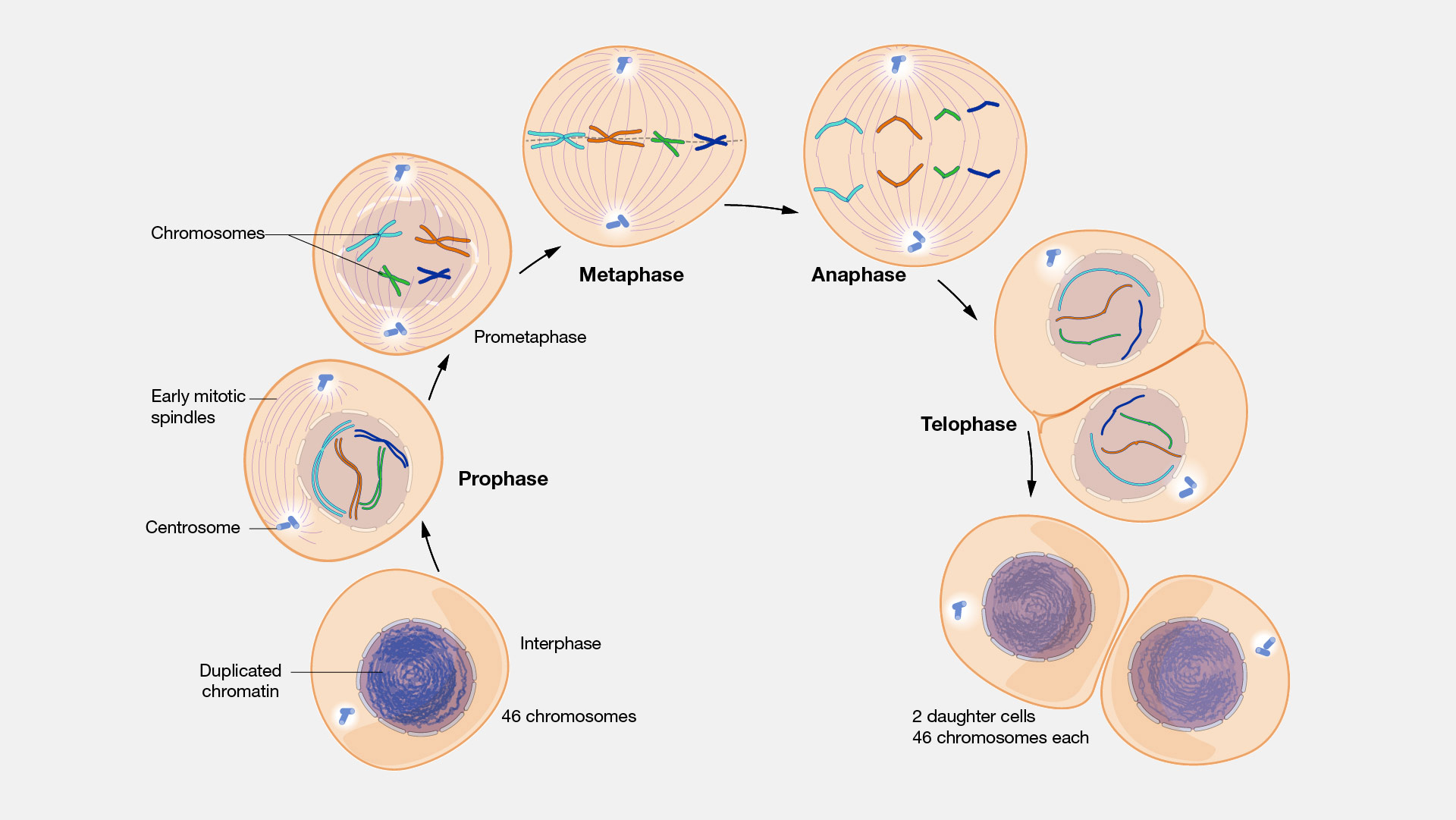Mitosis courtesy:National Human Genome Research Institute