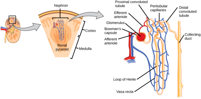 Structure of a nephron