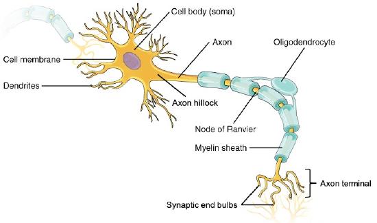 Parts of a neuron