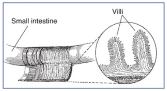 Villi